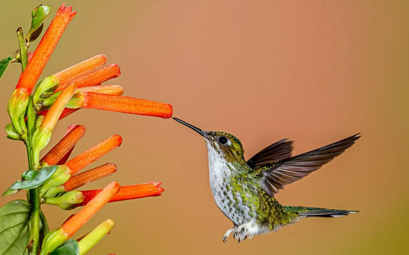 Fiery-Throated Hummingbird