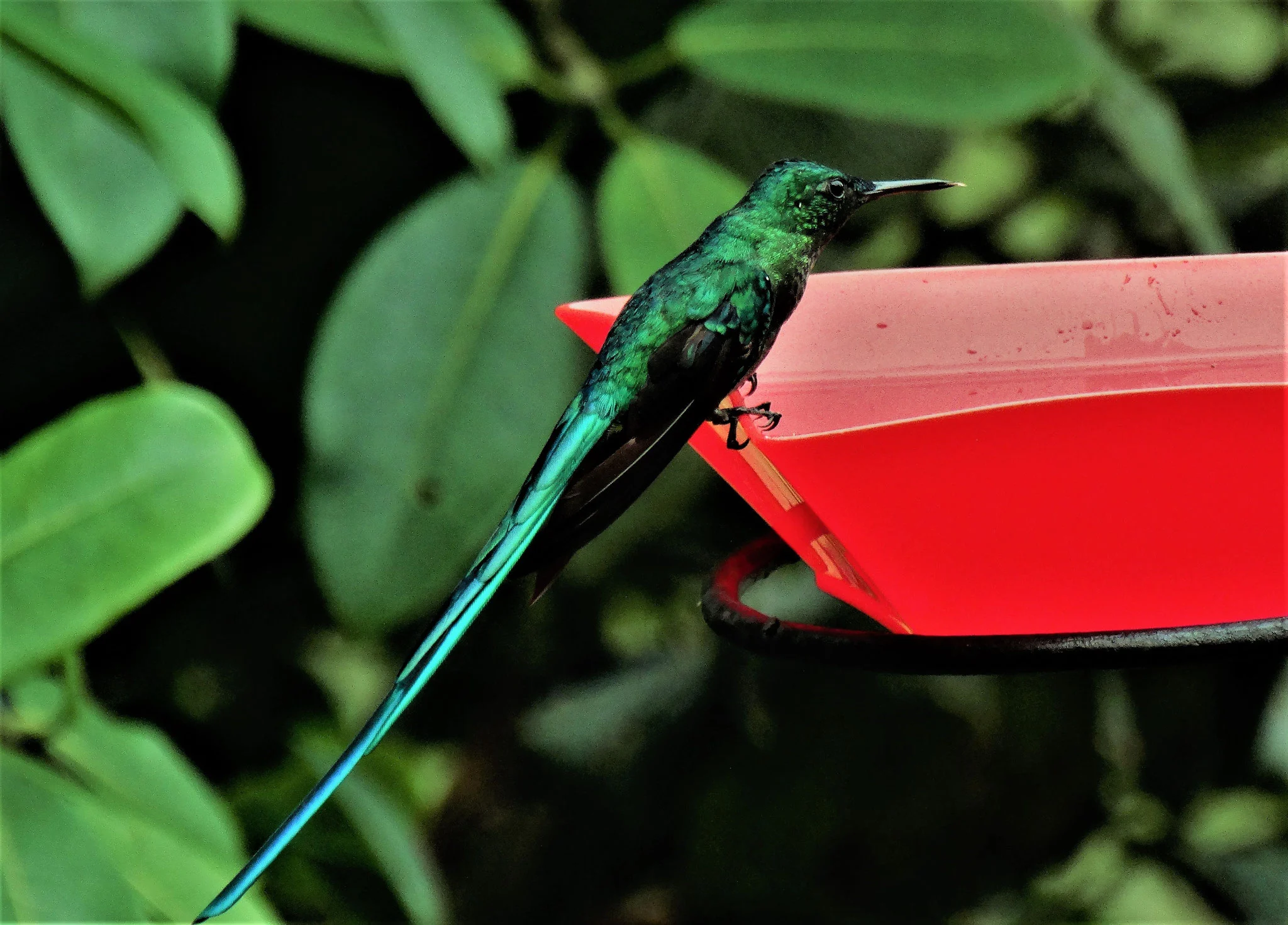 Booted Racket-tail