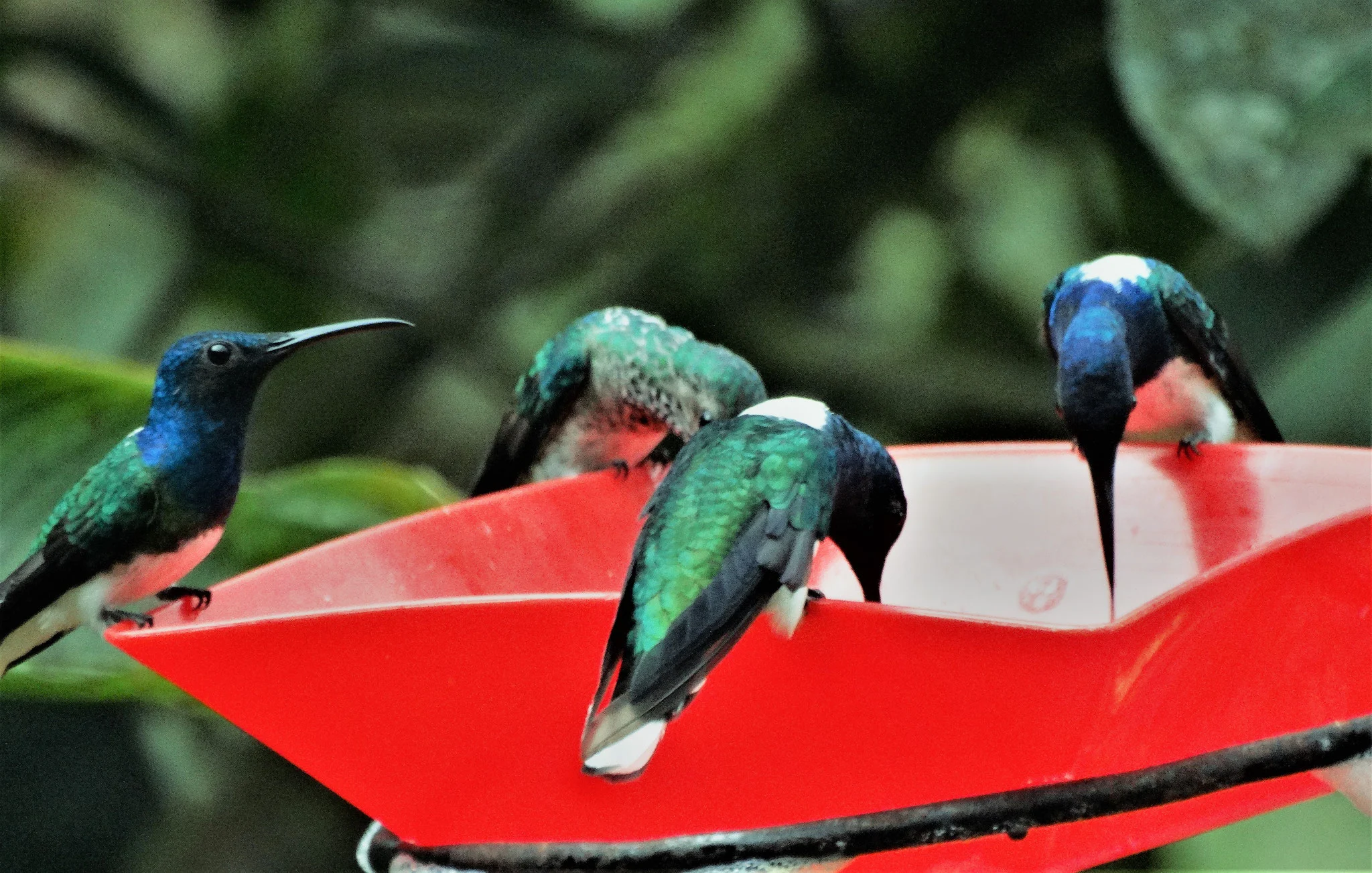 Green hummingbird feeding from a red feeder